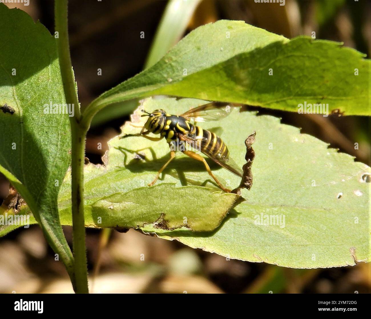 Volo sul calabrone orientale (Spilomyia longicornis) Foto Stock