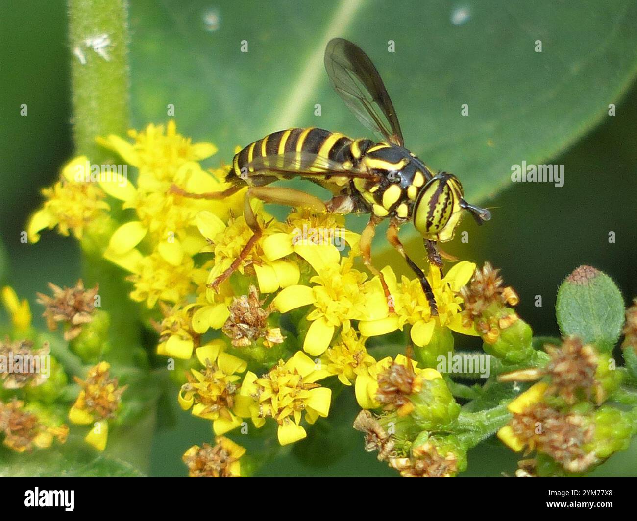 Volo sul calabrone orientale (Spilomyia longicornis) Foto Stock