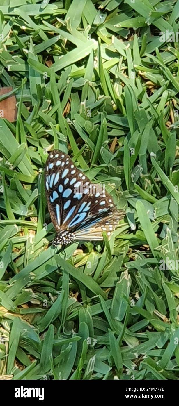 Blue Wanderer (Tirumala hamata) Foto Stock