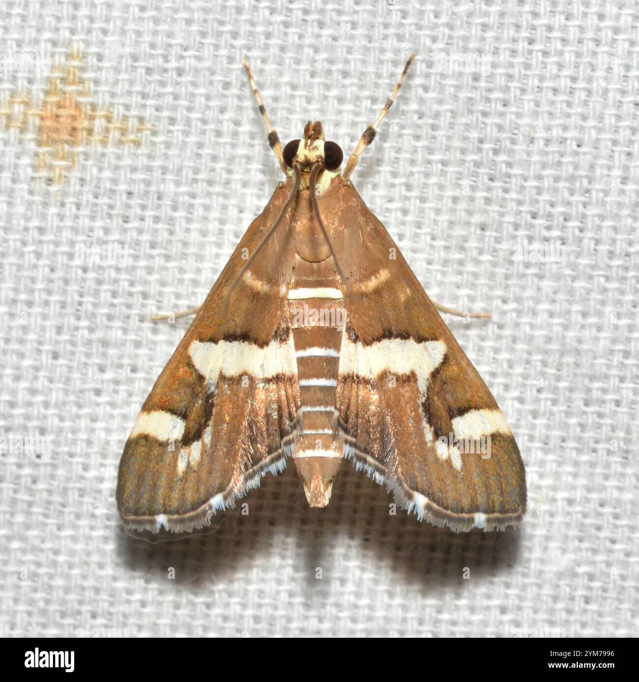 Barbabietola hawaiana Webworm Moth (Spoladea recurvalis) Foto Stock