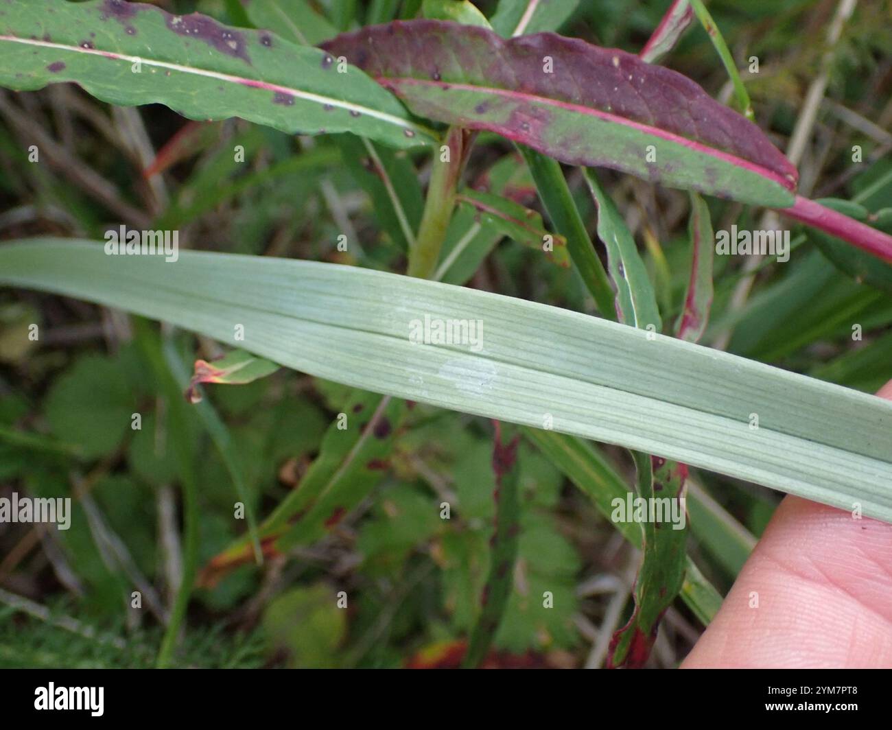 Monte Deathcamas (Anticlea elegans) Foto Stock