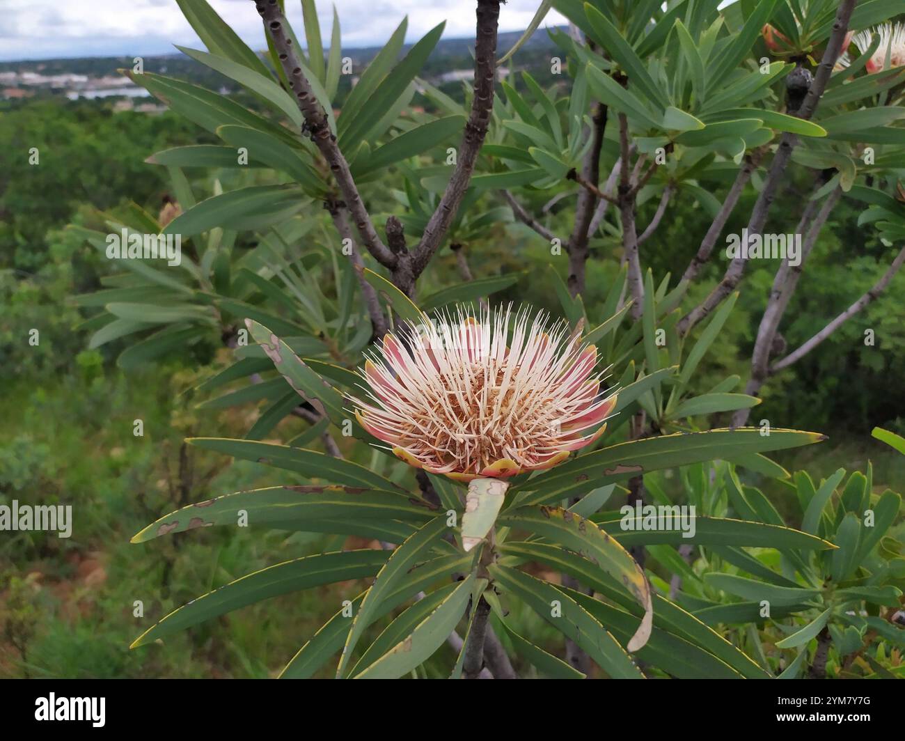 Sugarbush comune (Protea caffra caffra) Foto Stock