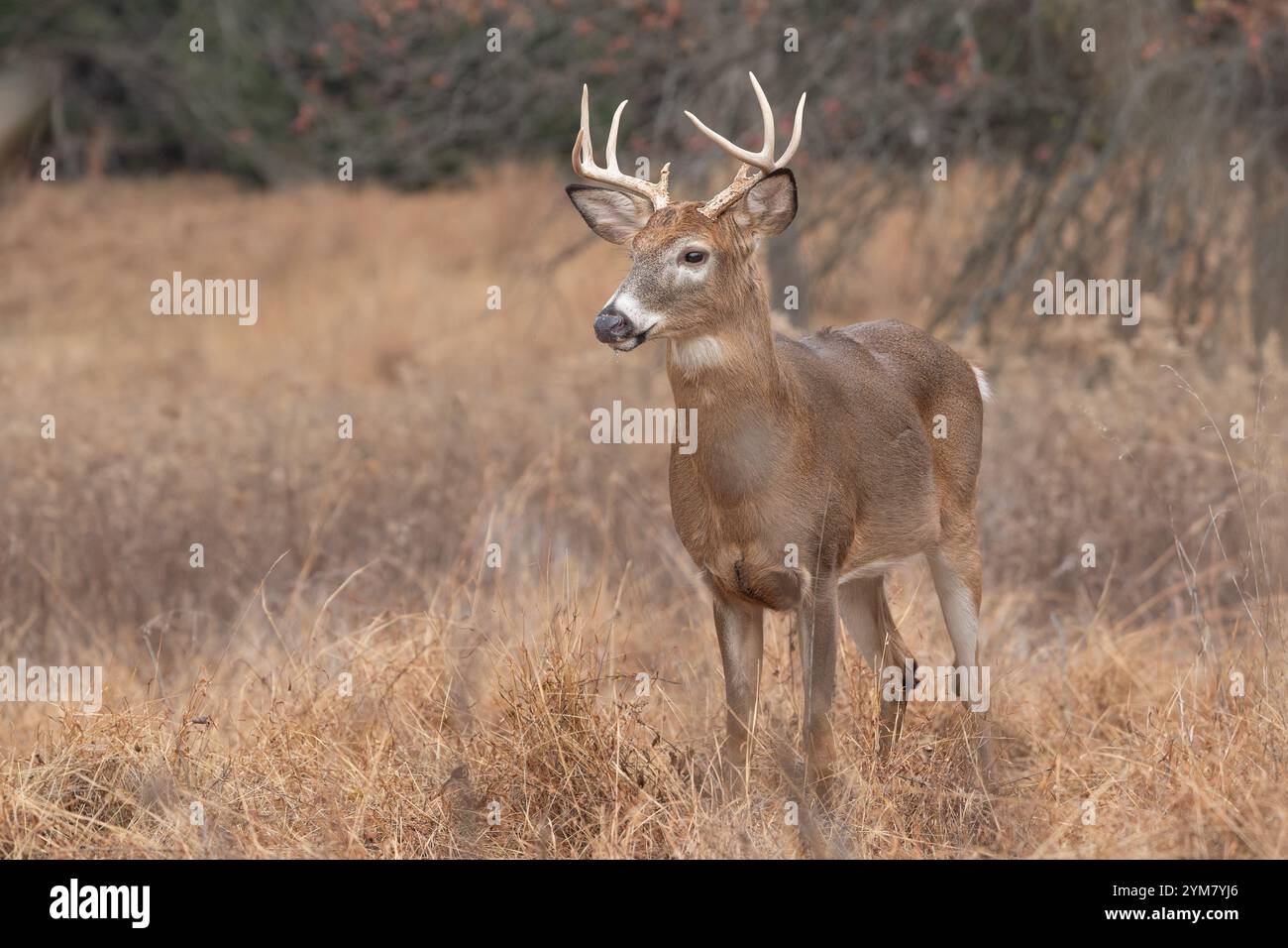 Capriolo dalla coda bianca (Odocoileus virginianus) in autunno Foto Stock