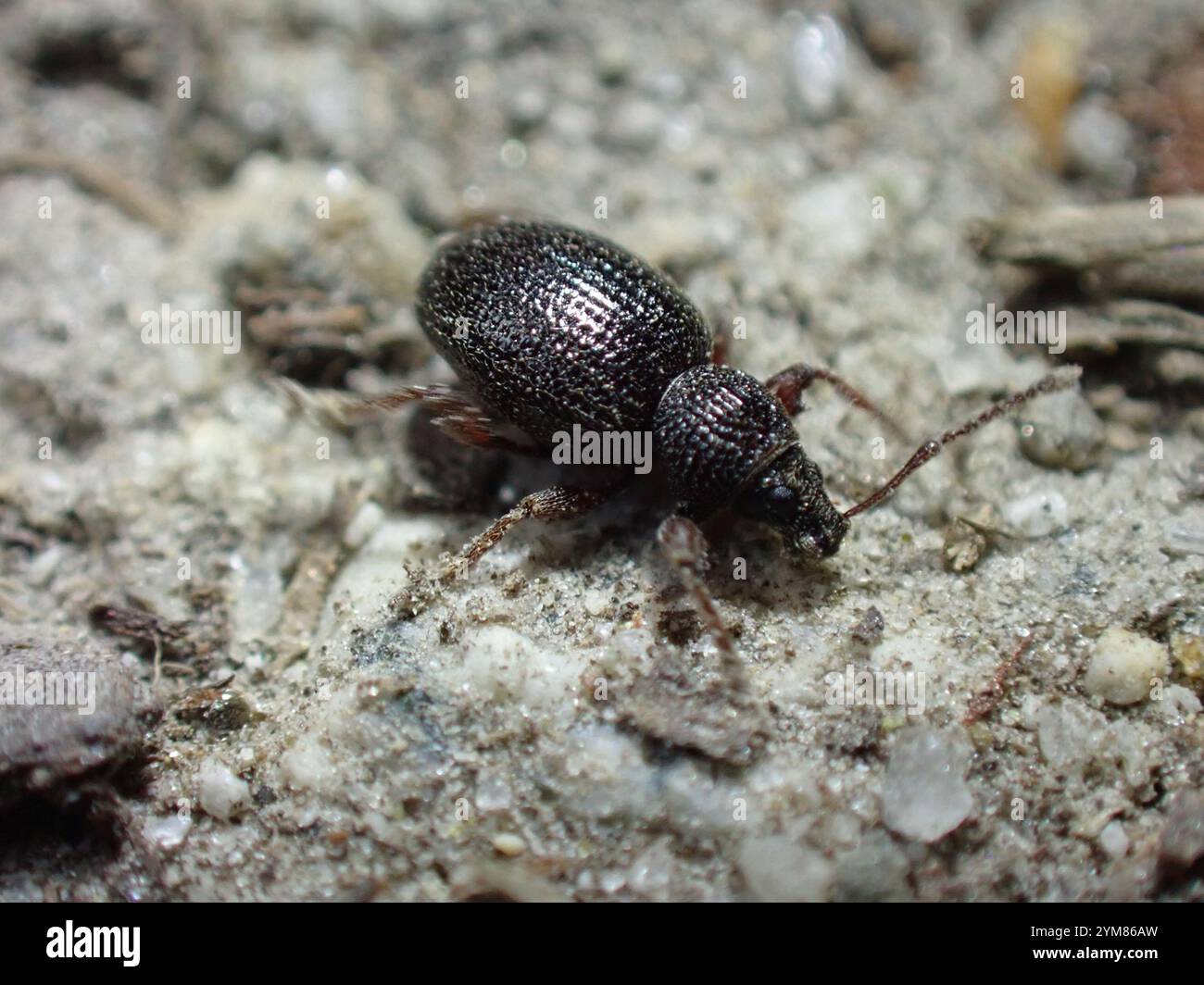 Weevil radice di fragola (Otiorhynchus ovatus) Foto Stock