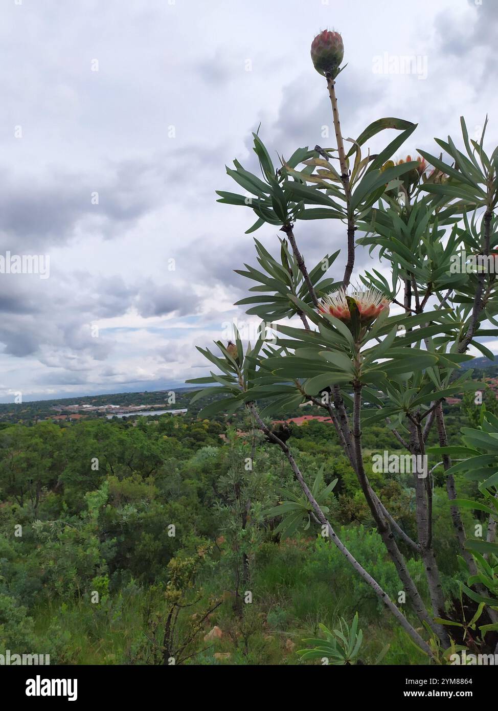 Sugarbush comune (Protea caffra caffra) Foto Stock