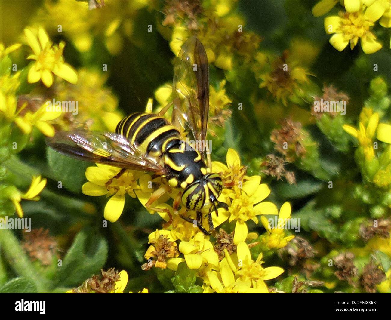 Volo sul calabrone orientale (Spilomyia longicornis) Foto Stock