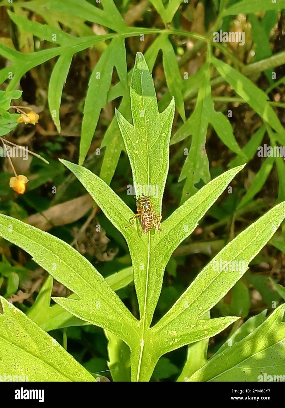 Volo sul calabrone orientale (Spilomyia longicornis) Foto Stock