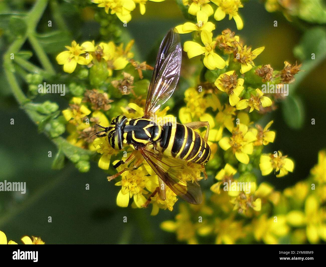 Volo sul calabrone orientale (Spilomyia longicornis) Foto Stock