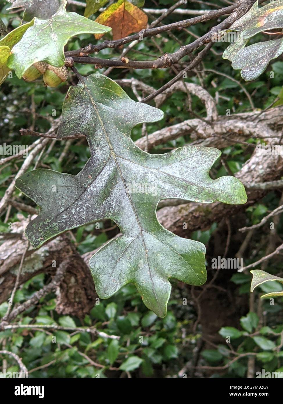 Quercia (Quercus stellata) Foto Stock