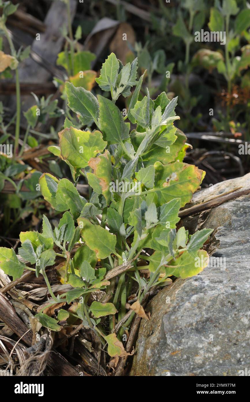 Saltbush strisciante (Atriplex prostrata) Foto Stock