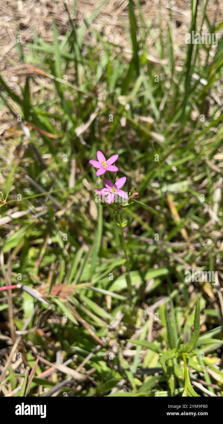 Centauria sottile (Centaurium tenuiflorum) Foto Stock