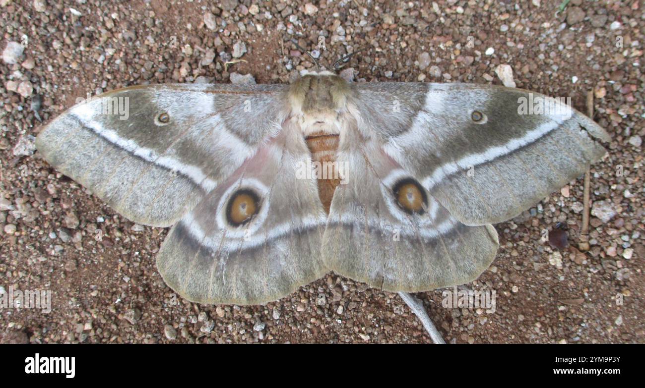 Verme mopanico (Gonimbrasia belina) Foto Stock