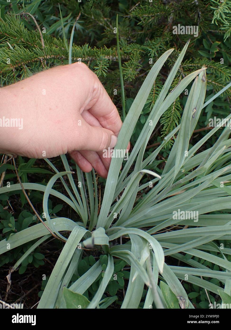 Monte Deathcamas (Anticlea elegans) Foto Stock