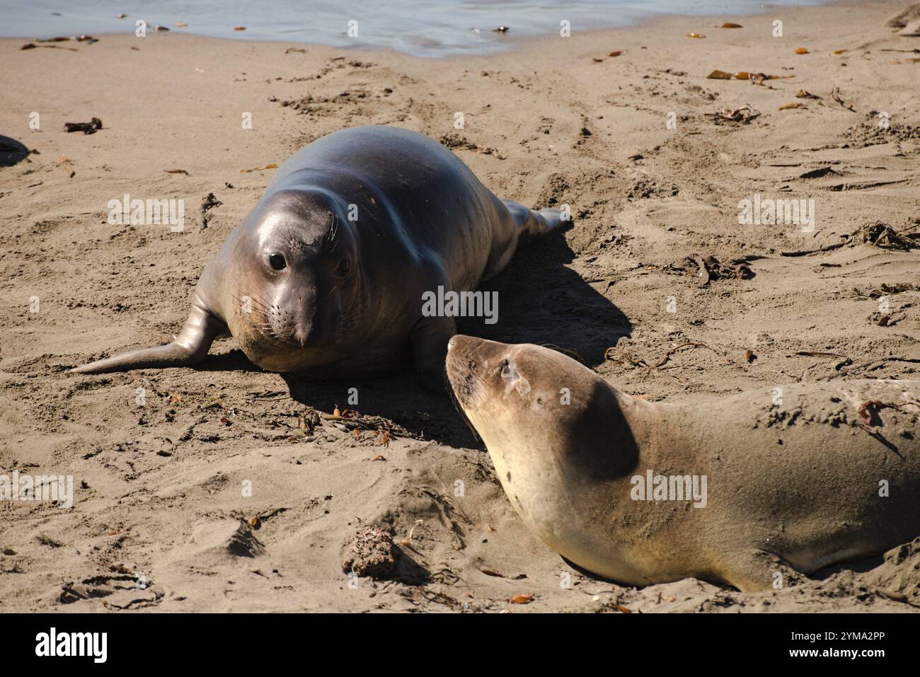 Immagini accattivanti le foche degli elefanti interagiscono sulla spiaggia mentre scorre l'oceano. Destinazione turistica a Piedras Blancas Elephant Seal Rookery vicino a Big Sur Foto Stock