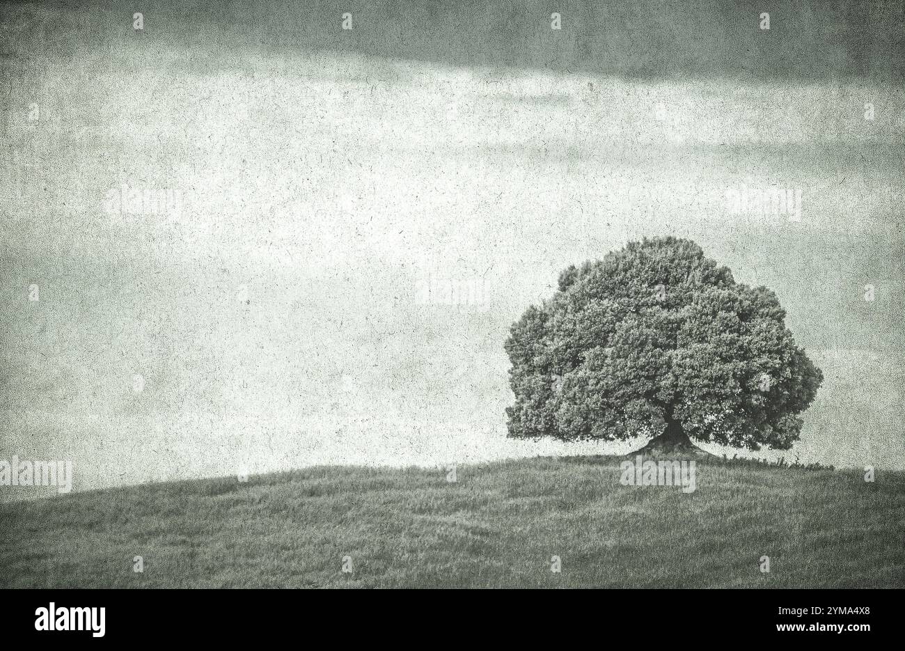 Immagine vintage di un albero in un campo. Foto Stock