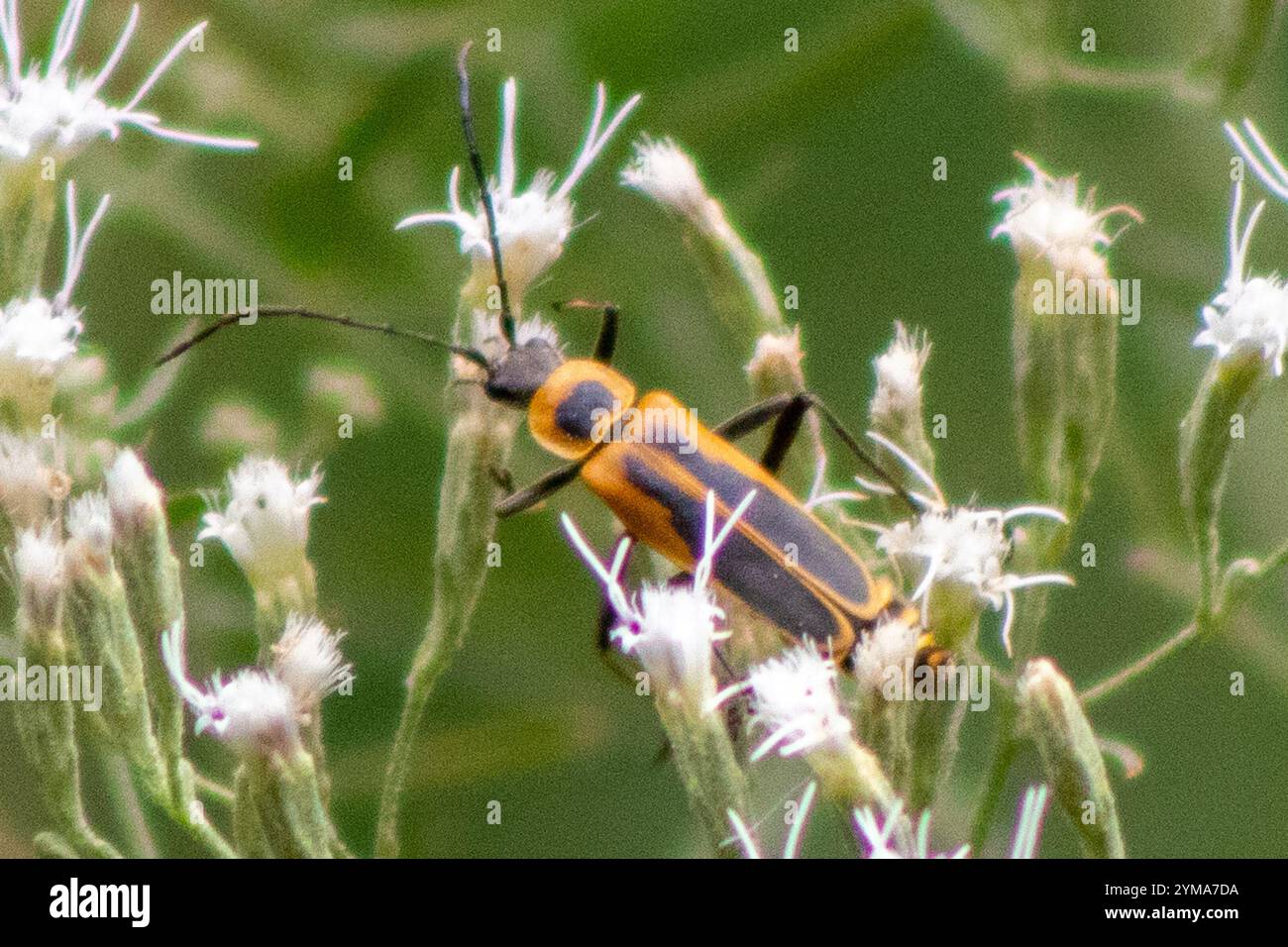 Coleottero da soldato (Chauliognathus pensylvanicus) Foto Stock