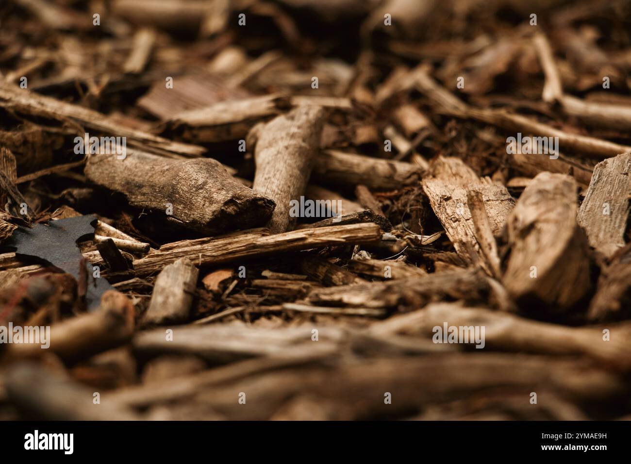 Trucioli di legno, trucioli di legno bagnati da pini, trucioli di legno dalla foresta Foto Stock