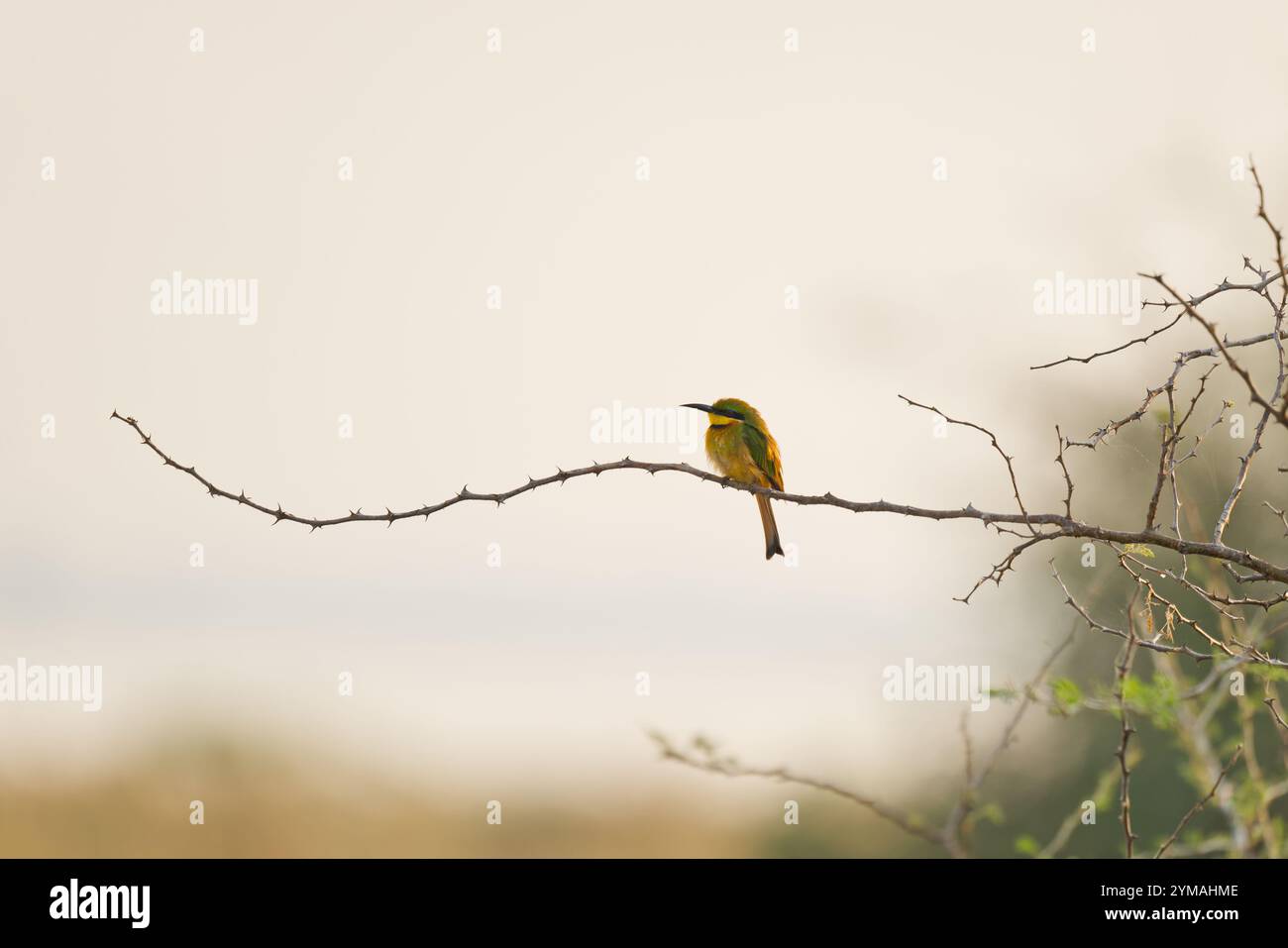 Il piccolo uccello mangiatore di bea si siede su un ramo spinoso Foto Stock