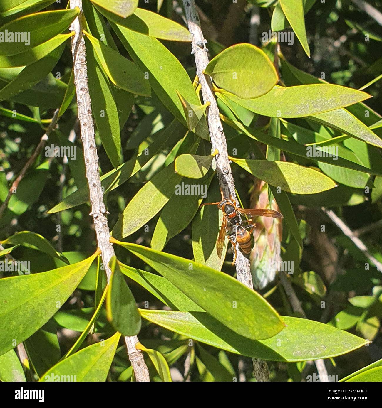 Wasp di carta australiana (Polistes humilis) Foto Stock