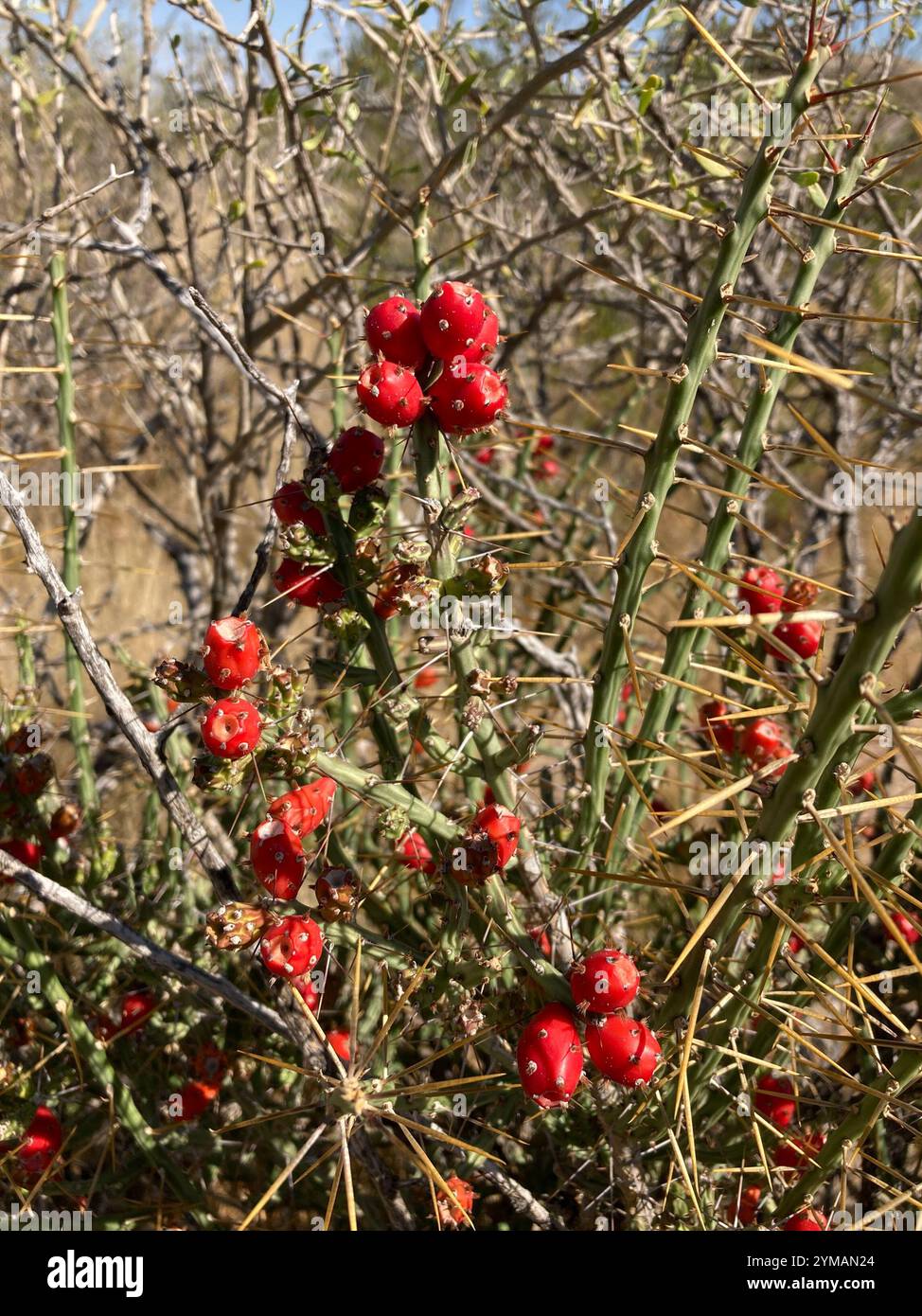 cholla di Natale (Cylindropuntia leptocaulis) Foto Stock