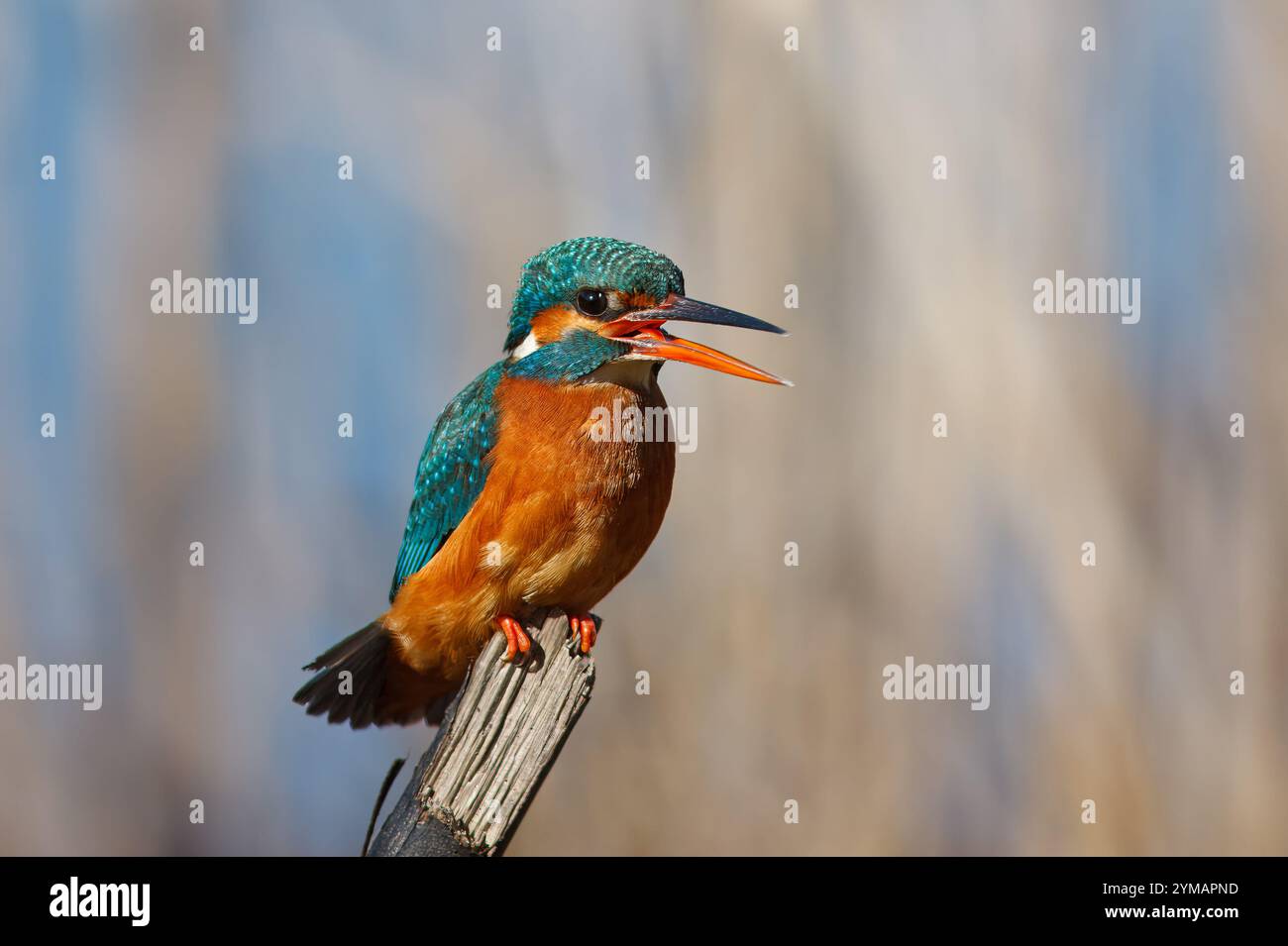 KingFisher con il nome scientifico di (Alcedo atthis). Piccolo uccello acquatico dalle tonalità blu e arancione, è un ottimo pescatore. Foto Stock