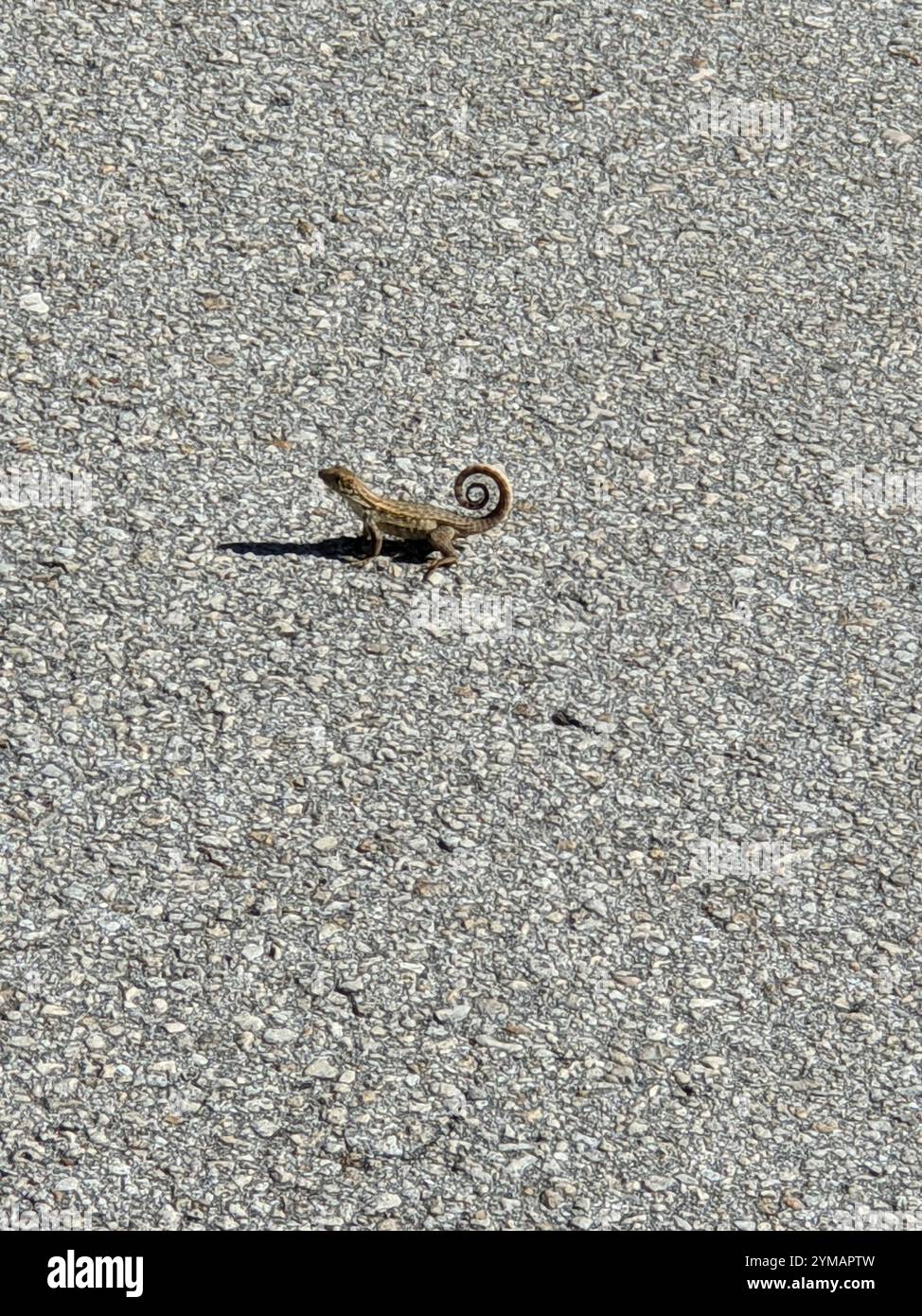 Northern curly-tailed Lizard (Leiocephalus carinatus) Foto Stock