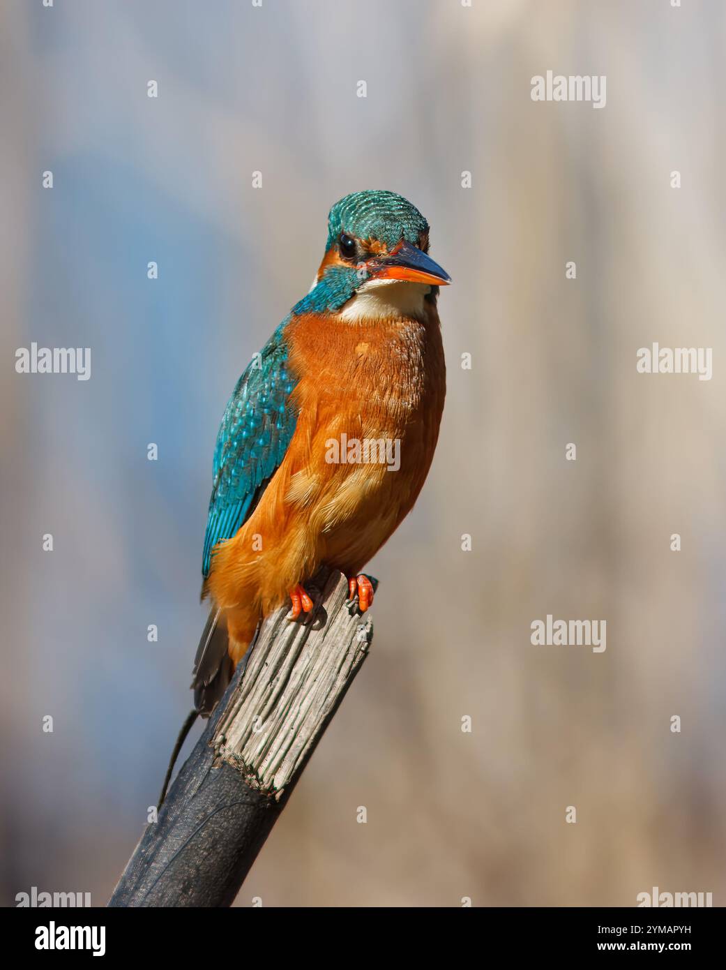 KingFisher con il nome scientifico di (Alcedo atthis). Piccolo uccello acquatico dalle tonalità blu e arancione, è un ottimo pescatore. Foto Stock