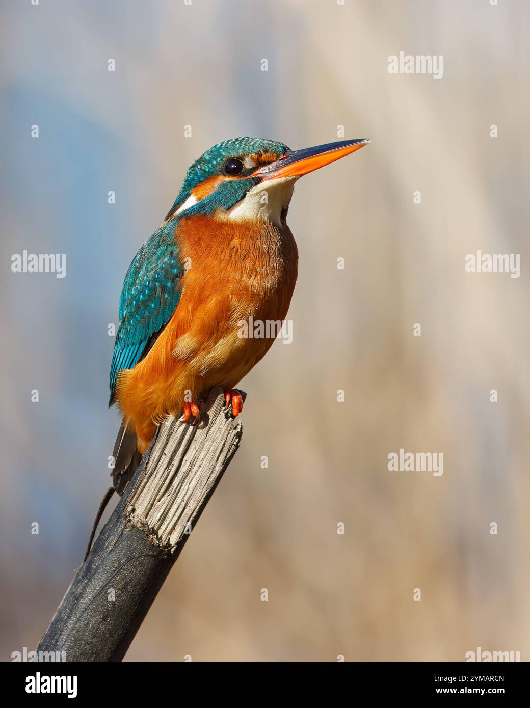 KingFisher con il nome scientifico di (Alcedo atthis). Piccolo uccello acquatico dalle tonalità blu e arancione, è un ottimo pescatore. Foto Stock