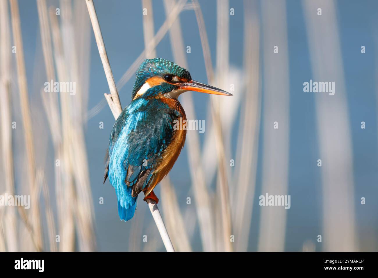 KingFisher con il nome scientifico di (Alcedo atthis). Piccolo uccello acquatico dalle tonalità blu e arancione, è un ottimo pescatore. Foto Stock