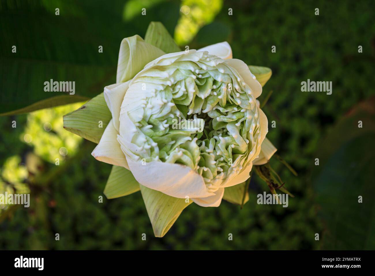 Il Momo Botan Lotus è uno dei migliori lotuses in fiore - la bellezza del monte Ba Den - tetto della regione sud-orientale Foto Stock