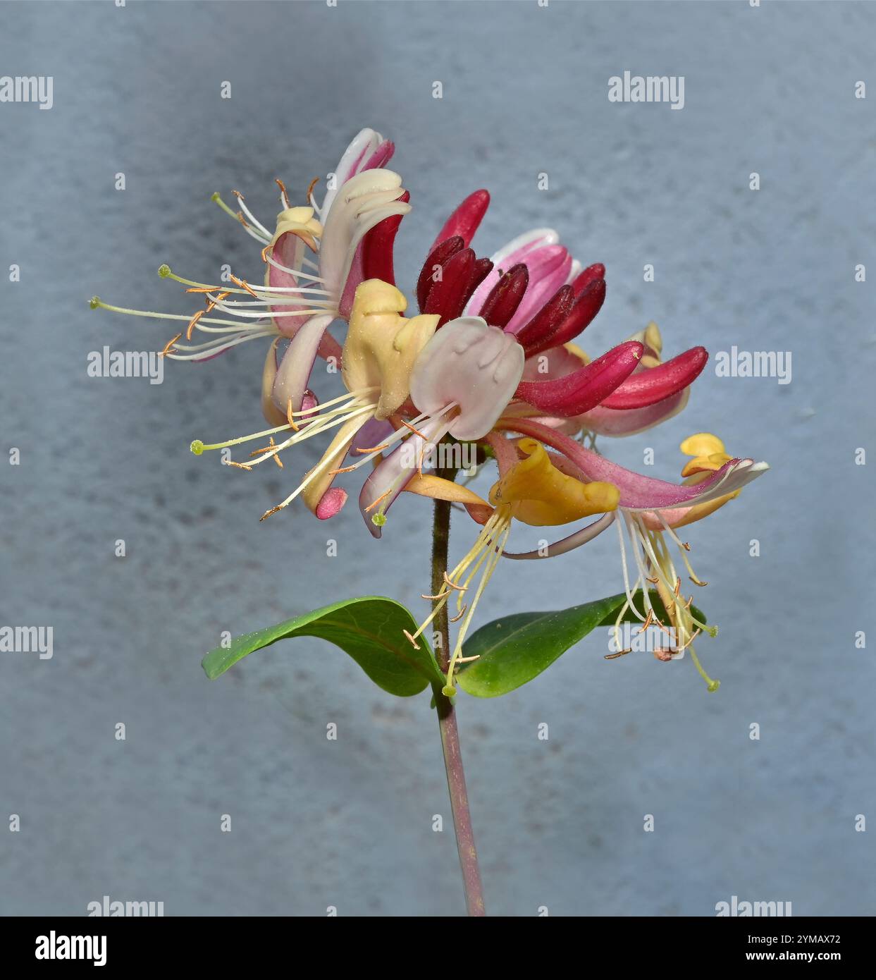 Un gambo dall'aspetto delicato di caprifoglio europeo, Lonicers periclymenum, che cresce contro una parete dipinta di blu chiaro. Honeysuckle inglese ben concentrato. Foto Stock