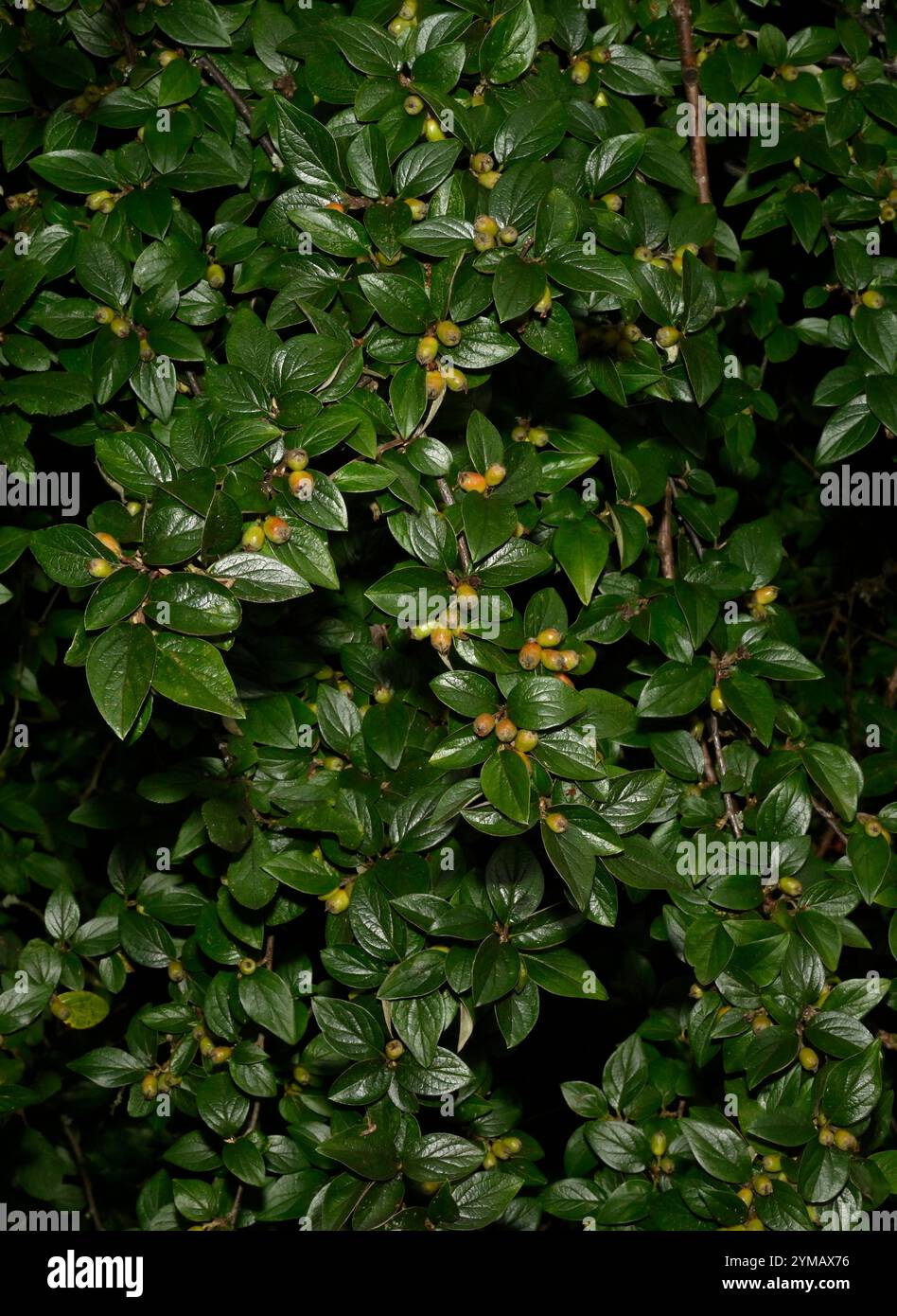 Un'immagine ben focalizzata delle foglie lussureggianti del cotoneaster di Diel, Cotoneaster dielsianus. Foglie strette e ricche di frutti di bosco ancora verdi. Foto Stock