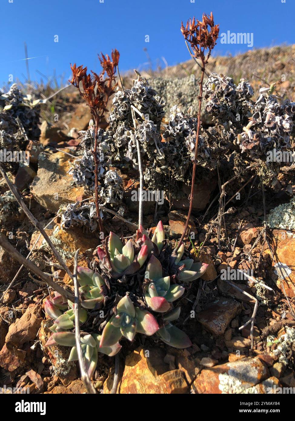 Lattuga di scoglio (Dudleya farinosa) Foto Stock