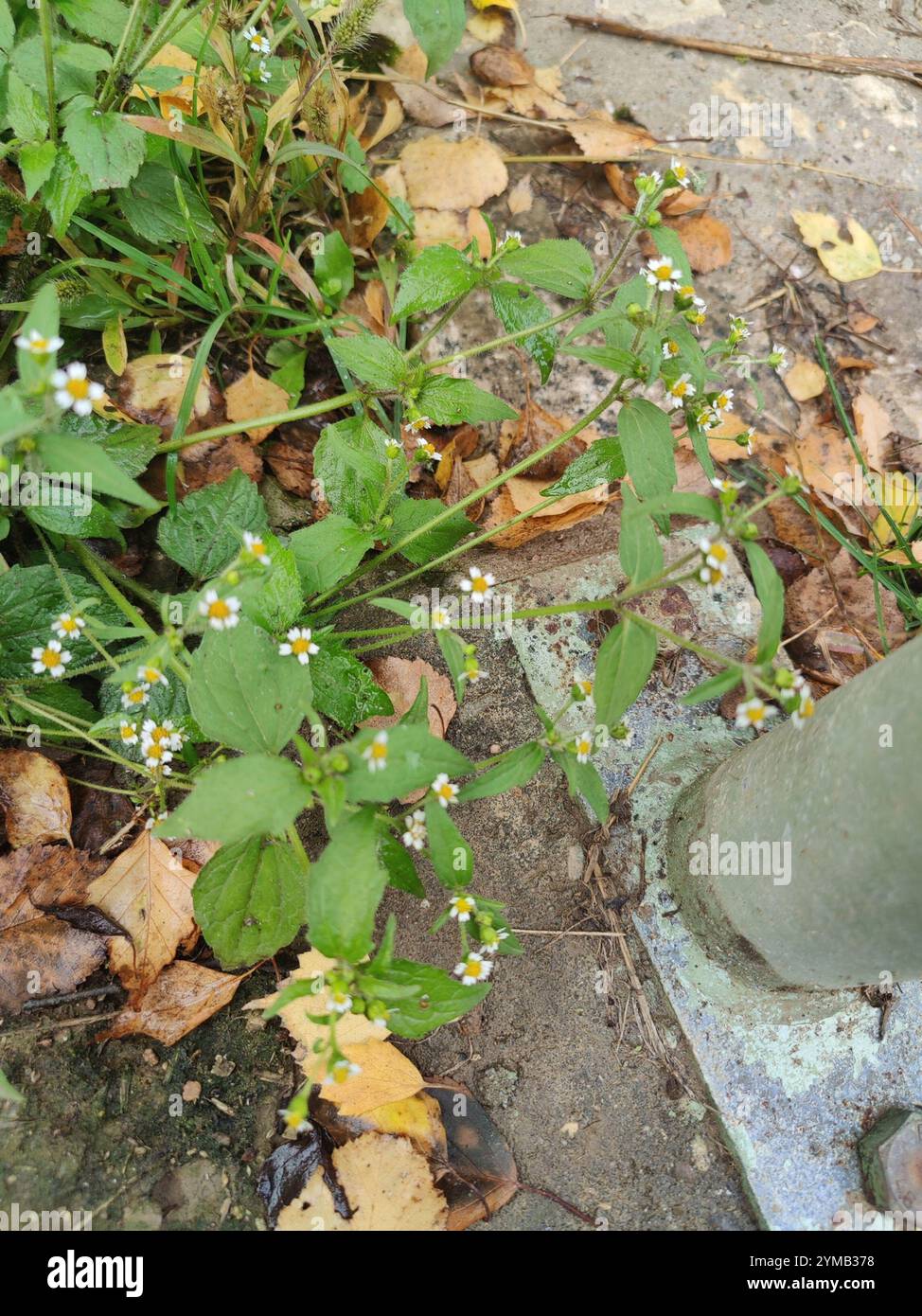 Soldato shaggy (Galinsoga quadriradiata) Foto Stock