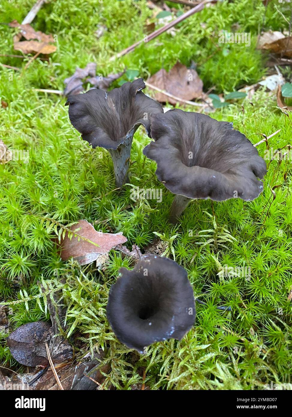 Tromba nera orientale (Craterellus fallax) Foto Stock