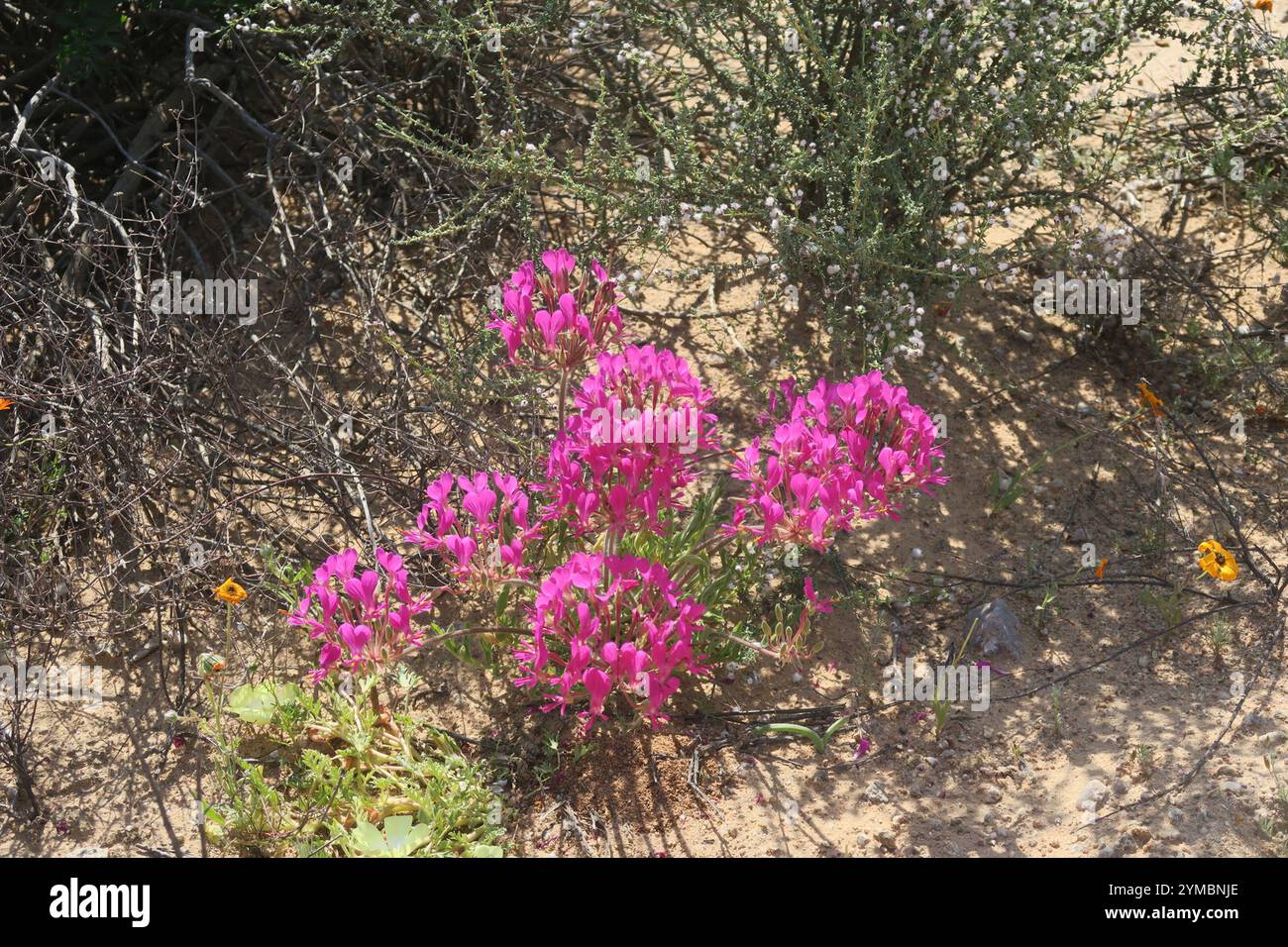 Neitjie Storksbill (Pelargonium incrassatum) Foto Stock