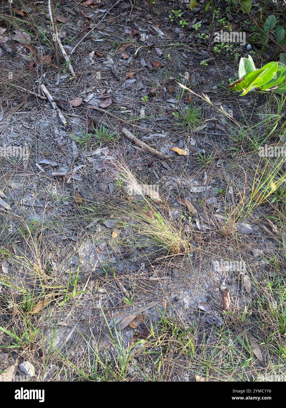 Muhlenbergia capillaris (Hairawn Muhly) Foto Stock