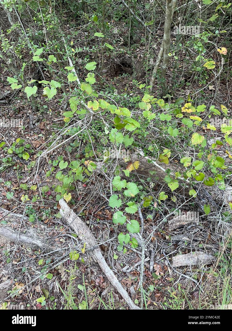 Muscadina (Vitis rotundifolia) Foto Stock