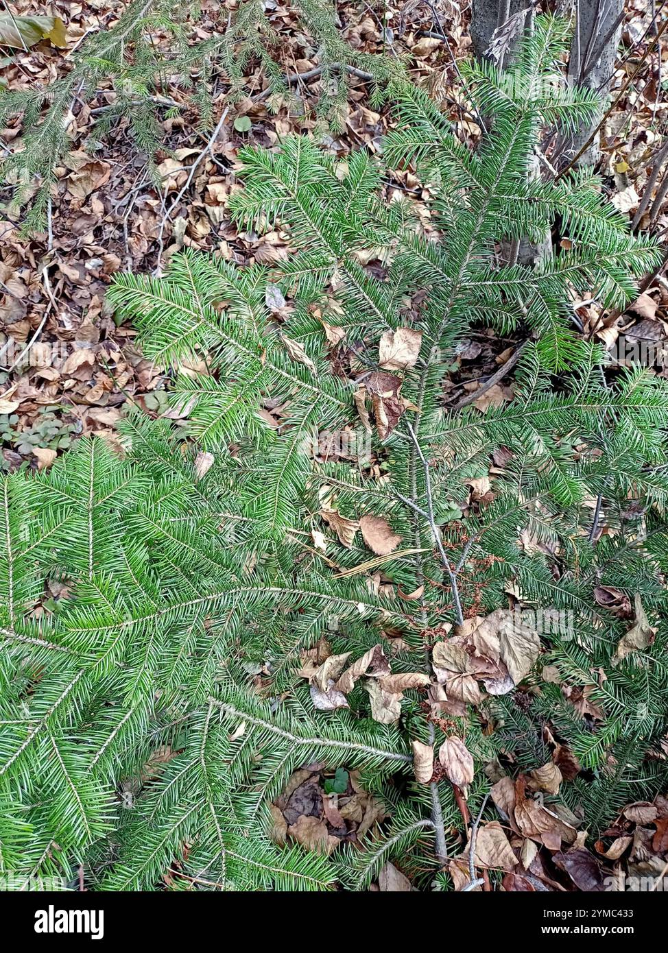 Abete siberiano (Abies sibirica) Foto Stock
