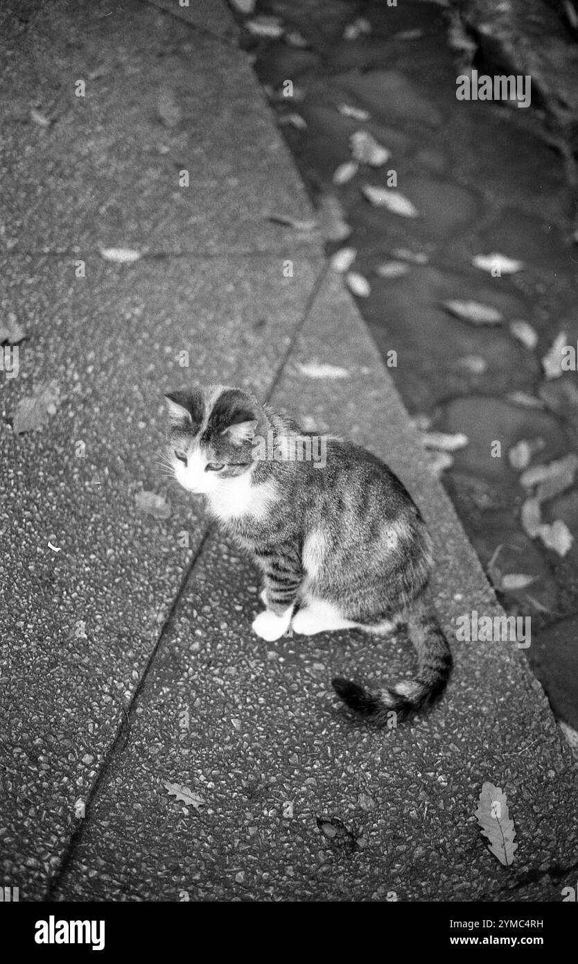 Una fotografia in bianco e nero di un gatto seduto su un marciapiede testurizzato, circondato da foglie cadute, creando un'interessante composizione a contrasto Foto Stock