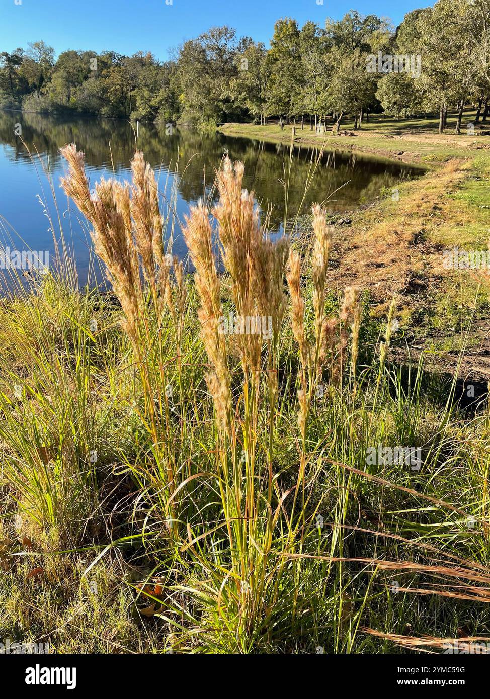 (Andropogon glomerato) Foto Stock