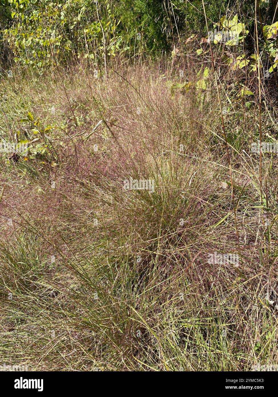 Muhlenbergia capillaris (Hairawn Muhly) Foto Stock