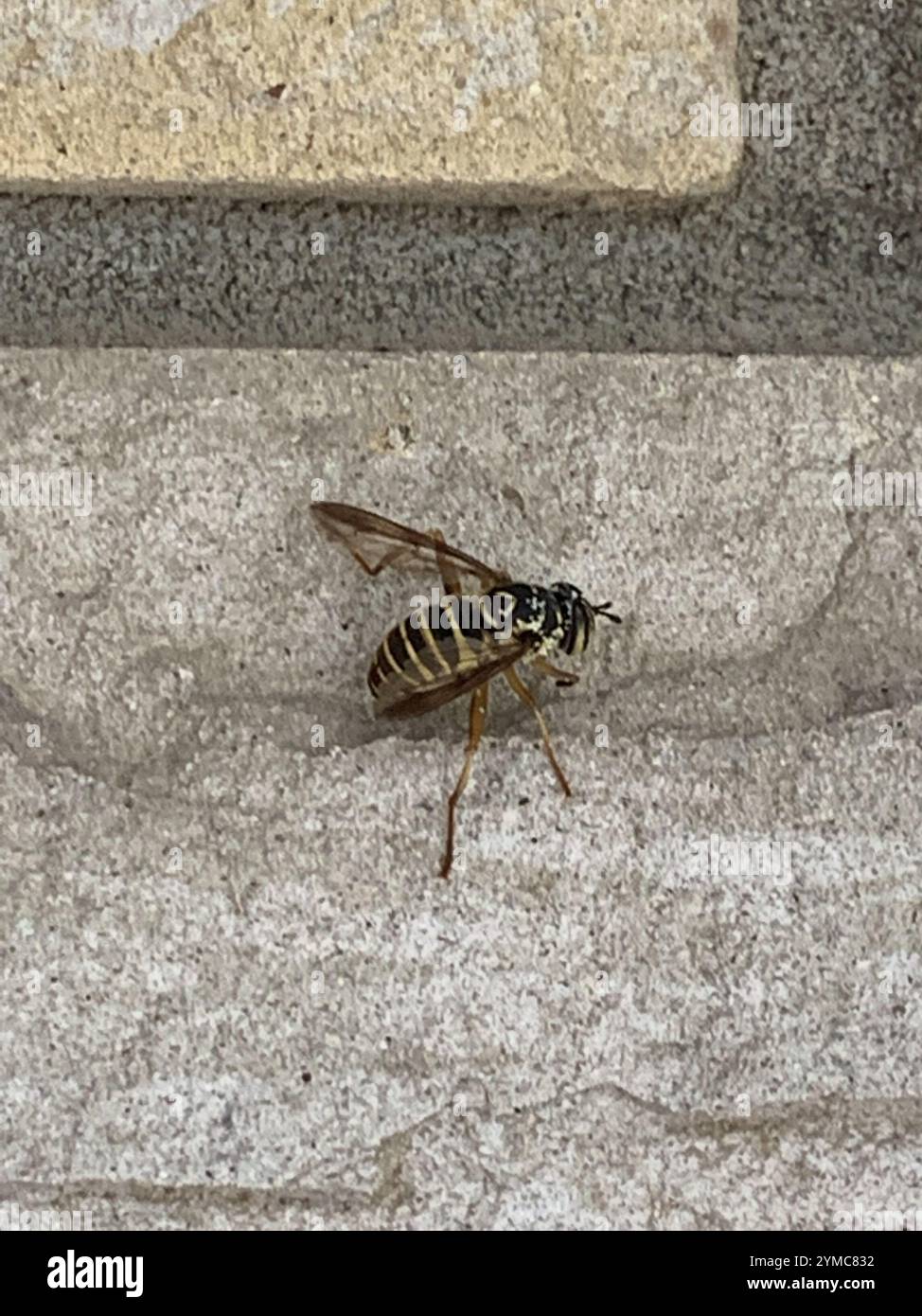 Volo sul calabrone orientale (Spilomyia longicornis) Foto Stock