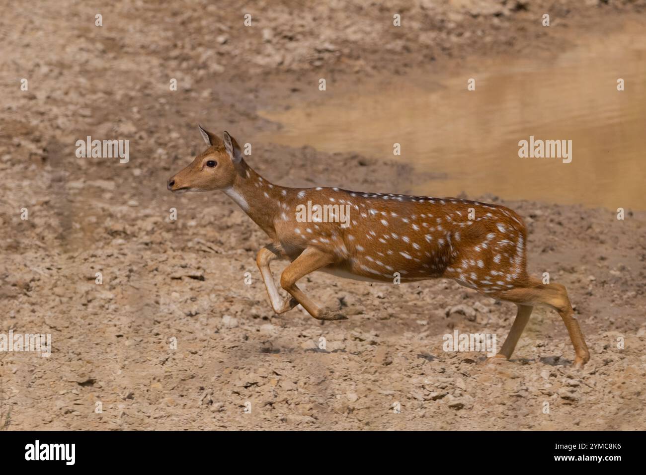 cervi maculati che corrono nel parco nazionale bandhavgarh india madhya pradesh Foto Stock
