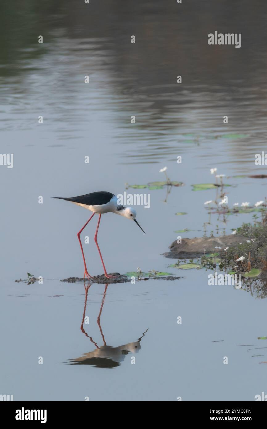 palafitta alata nera che fissa il suo riflesso in un lago Foto Stock