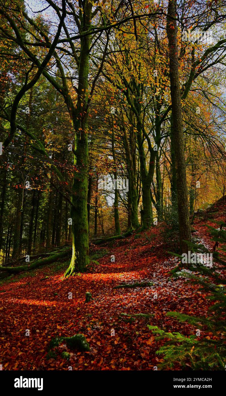 Autunno nella foresta Dyfi vicino a Machynlleth, con terreno coperto di foglie, foglie dorate su alberi e sentieri/sentieri di trekking, felci, sole nebbioso. Foto Stock