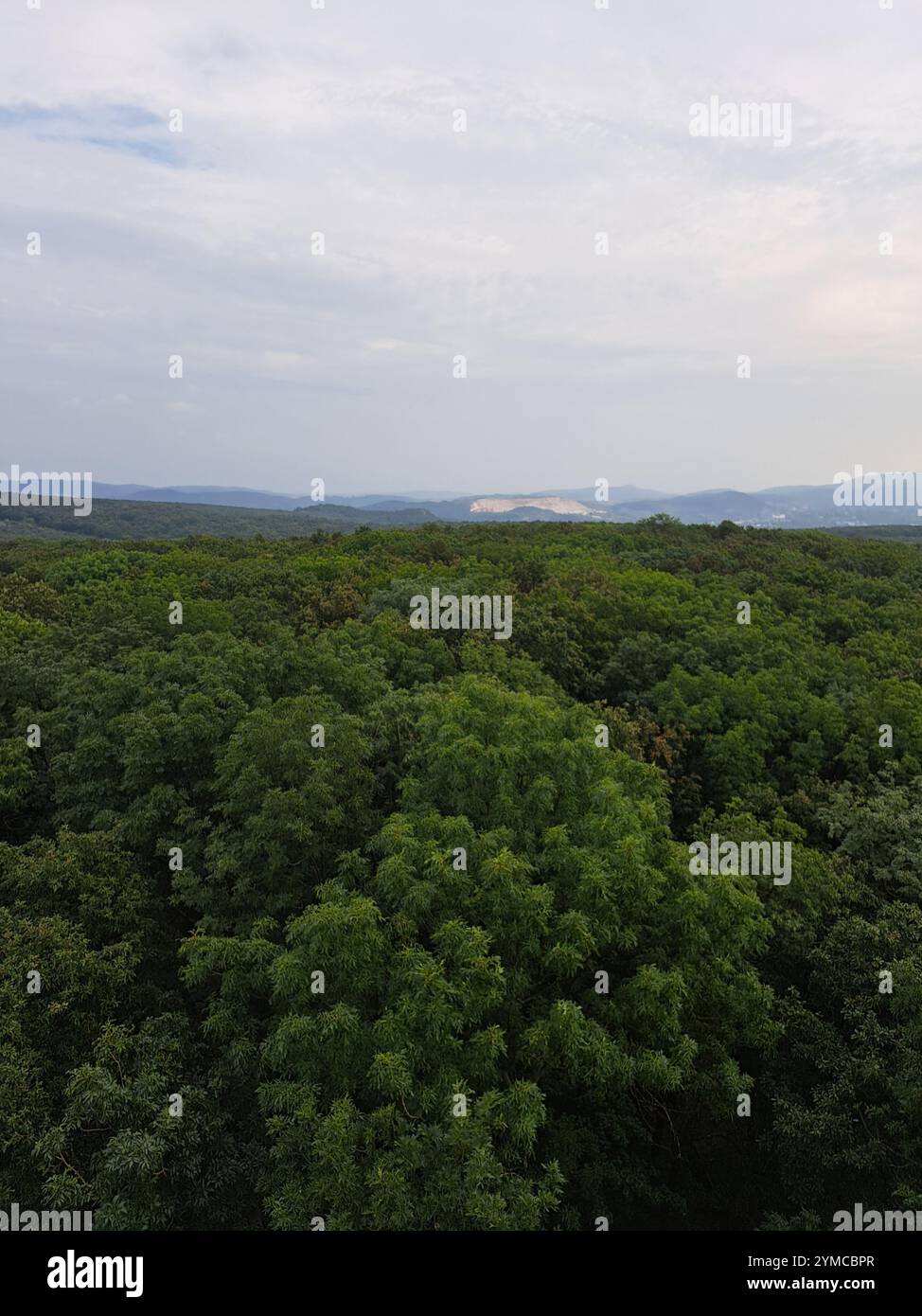 Un bosco sereno e misterioso catturato nella sua bellezza naturale. Foto Stock