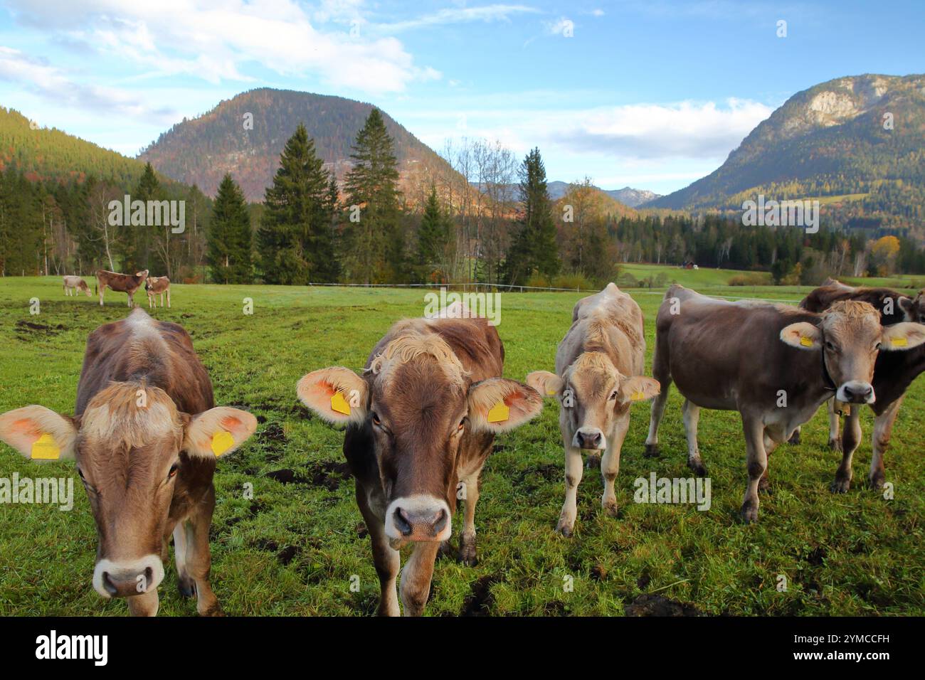 Ritratto di mucche nella campagna vicino a Odensee a Pichl Kainisch, Bad Aussee, Salzkammergut, Stiria, Austria, Europa, con campi verdi e montagne Foto Stock