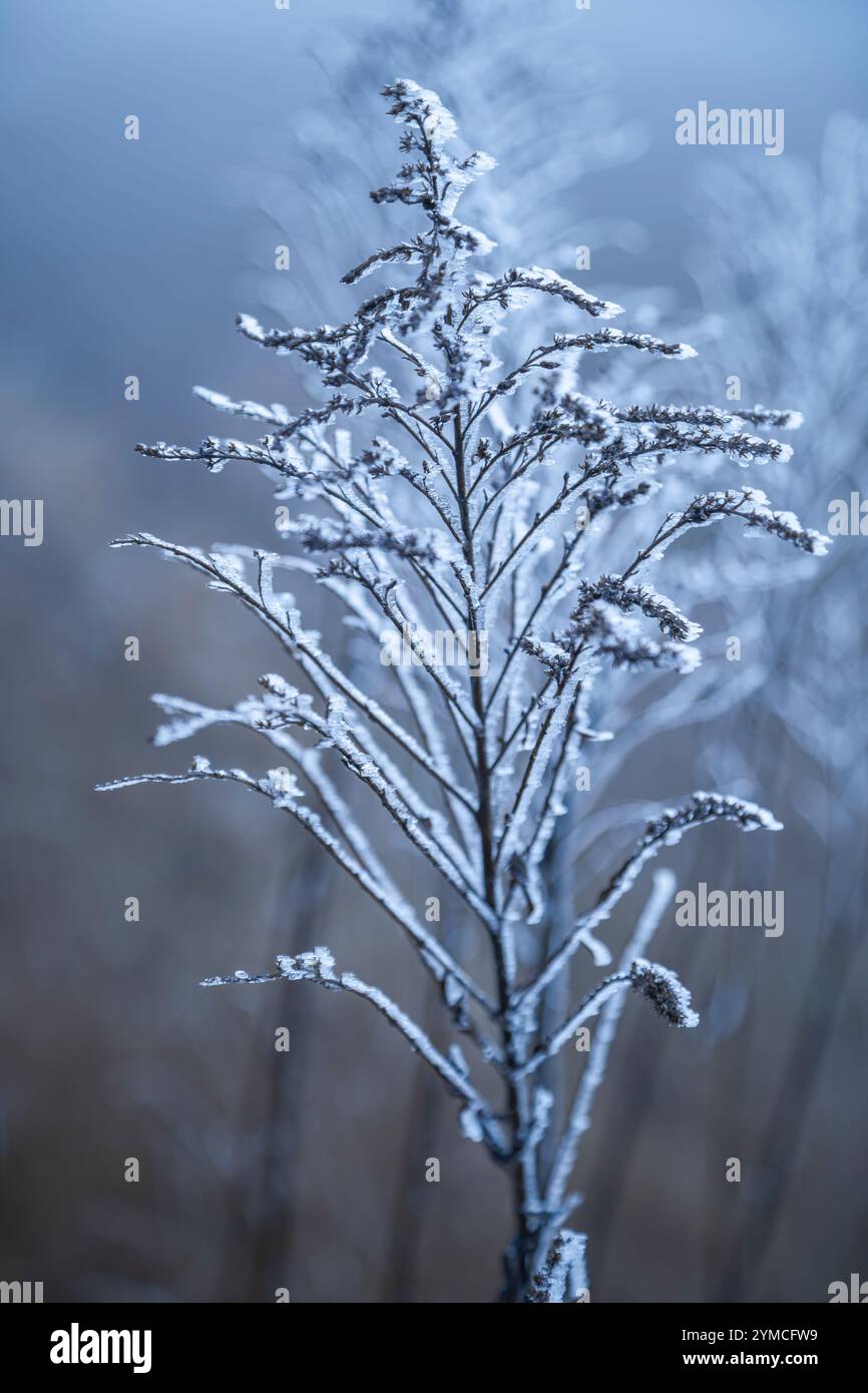 Primo piano di una pianta ricoperta di gelo con gocce congelate in una luce blu fredda Foto Stock