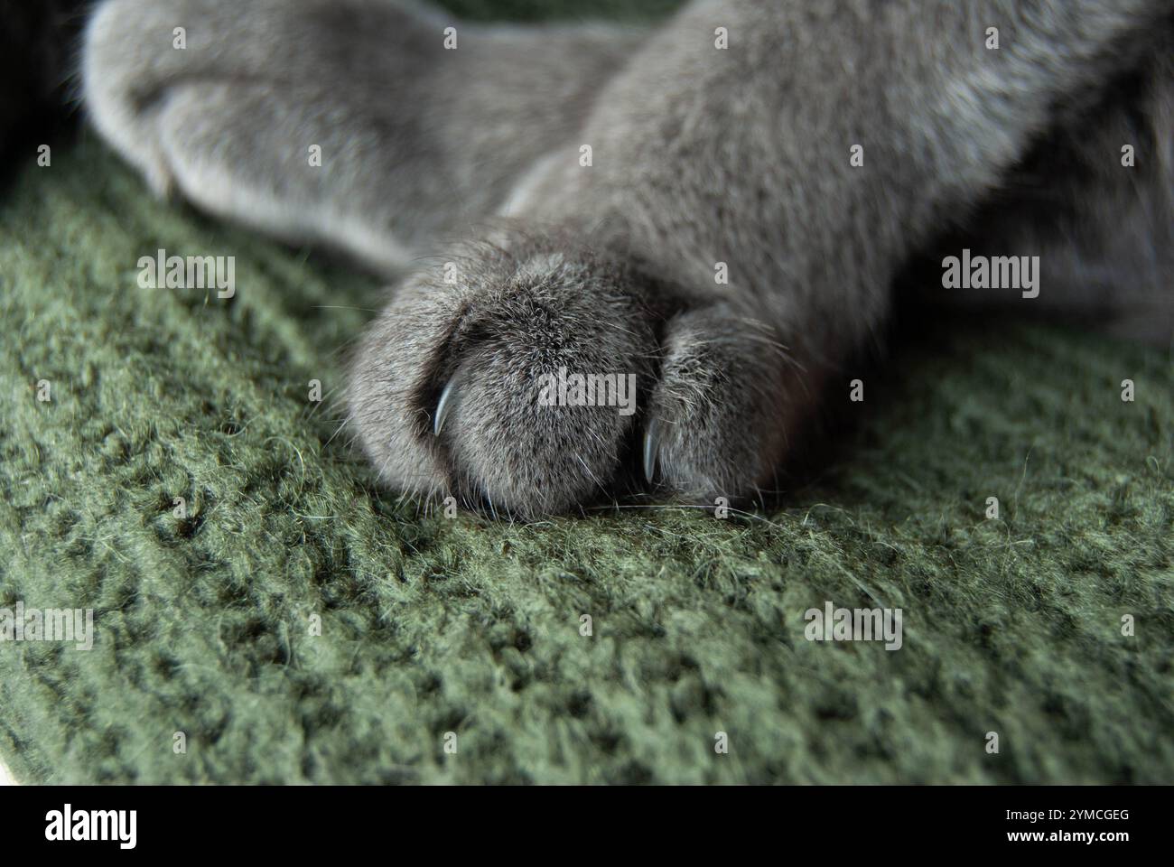 Primo piano di una soffice zampa grigia di Blue russo, che mette in risalto l'amore e la cura per il tuo animale domestico. Foto Stock